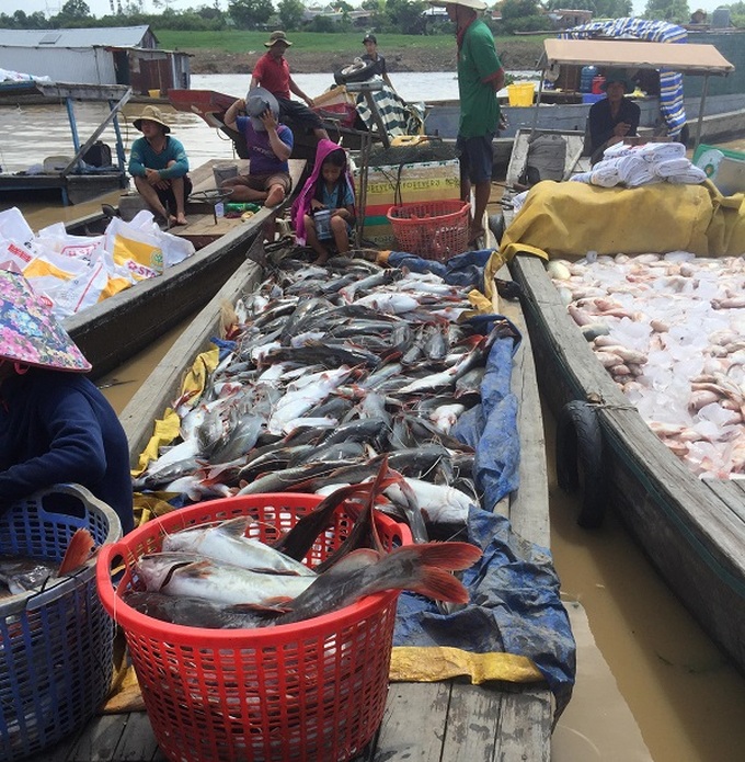 Không thể cứu được cá, người dân “cầu cứu” tới thương lái, cố gắng bán đổ bán tháo dù giá rẻ mạt (5 nghìn đồng/kg).