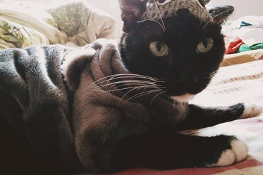 Hái ra tiền nhờ đam mê nuôi mèo cảnh