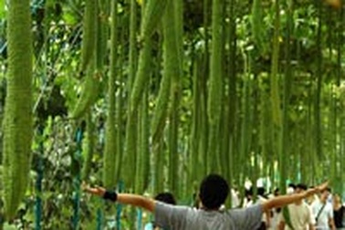 Vườn mướp khổng lồ