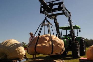 Bí ngô khổng lồ có khối lượng 743kg