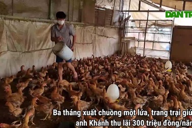 Nuôi giống gà xương nhỏ, thịt nhiều, bác nông dân bỏ túi 300 triệu đồng/năm