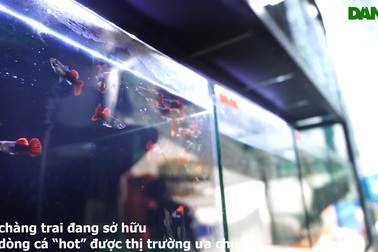 Ba chàng trai khởi nghiệp từ việc nuôi cá bảy màu