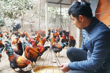 Cử nhân báo chí về quê làm "thái tử gà mía"