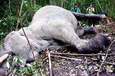 Tiếng voi nhà khẩn thiết 