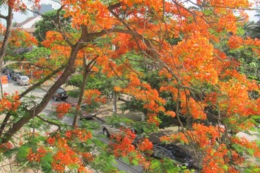 TP. Hà Tĩnh rực rỡ bức tranh hoa mùa hạ 