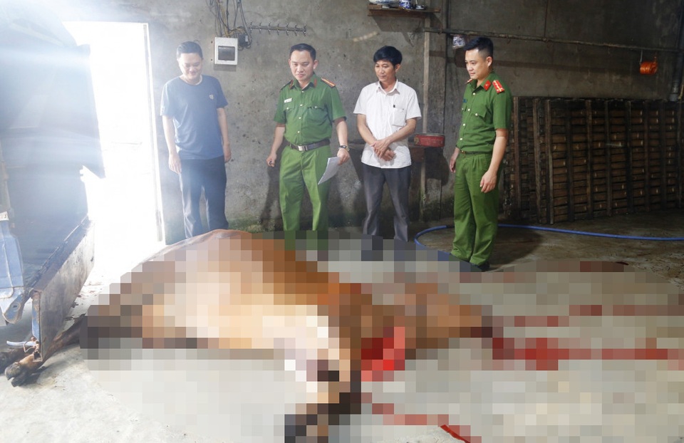 Bắt quả tang chủ lò mổ mua bò đã chết ở vùng dịch về xẻ thịt - 1 Bắt quả tang chủ lò mổ mua bò đã chết ở vùng dịch về xẻ thịt - 1
