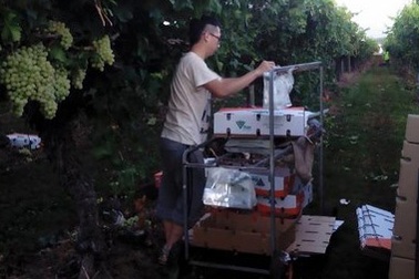 Giọt mồ hôi mặn của DHS Việt trên cánh đồng nho “lãng mạn”