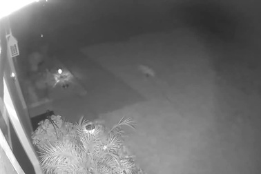 Video về sinh vật lạ xuất hiện giữa đêm tối khiến dân mạng tranh cãi