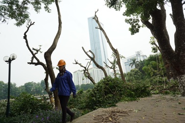 Hà Nội tiếp tục dịch chuyển 106 cây cổ thụ trên đường Kim Mã