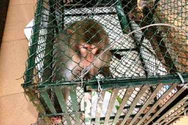 Đặt bẫy, bắt khỉ “lạ” tấn công phụ nữ, giết gà của dân