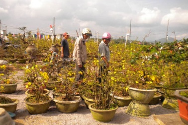 Làng mai “bạc tỉ” rạo rực đón xuân