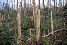 Cận cảnh những cánh rừng nguyên liệu bị bão số 10 phá nát