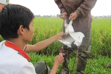 Mùa "tận diệt" chim trời