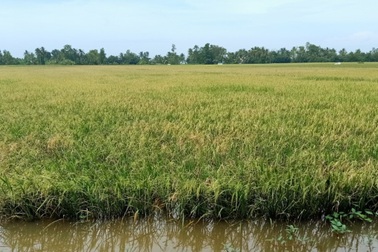 Những điểm khó nào của nông nghiệp ĐBSCL cần phải tháo gỡ?