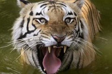 Du khách trốn vé liều mình trèo cổng vào chuồng hổ