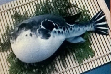 5 người nhập viện cấp cứu vì ăn cá nóc