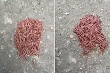 Hàng trăm con giun rủ nhau qua đường