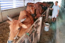 Sóc Trăng: Nghề nuôi bò giúp người dân có thu nhập hàng trăm triệu đồng