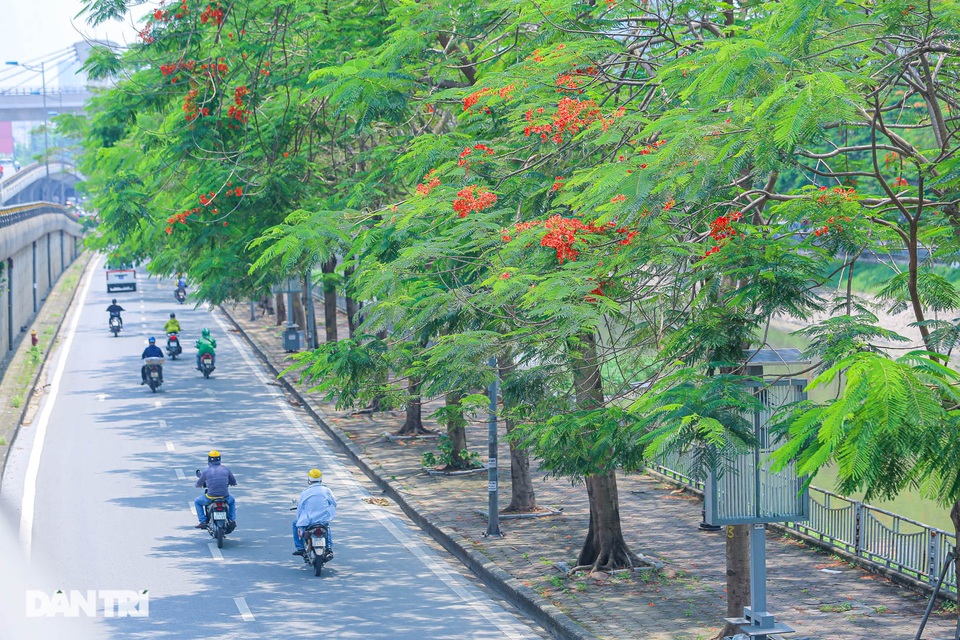 Phố phường Hà Nội rực rỡ sắc hoa phượng đỏ tháng 5 - 9 Phố phường Hà Nội rực rỡ sắc hoa phượng đỏ tháng 5 - 9