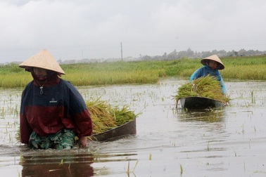 Nông dân bì bõm gặt lúa "chạy" bão