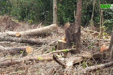 Rừng tự nhiên bị "bức tử"