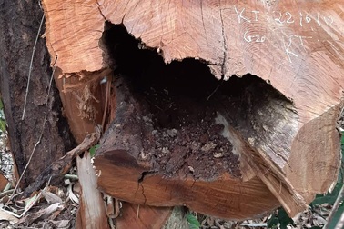 Rừng nguyên sinh Vườn quốc gia Pù Mát bị xâm hại