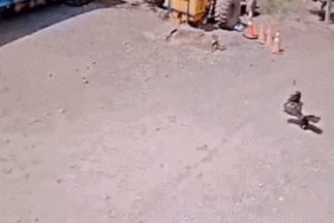 Thế giới động vật: Video "mèo giải cứu gà" thu hút sự quan tâm trong tuần