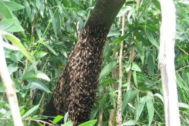 Gác kèo ong và Muối ba khía được đề xuất là di sản văn hóa phi vật thể Quốc gia