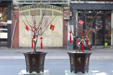 Khách “nhà giàu” chi vài triệu mua chậu hoa “tí hon” về chơi Tết