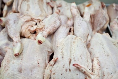 Gà đông lạnh đã giết mổ cách đây 40 năm vẫn được nhập khẩu hợp pháp?