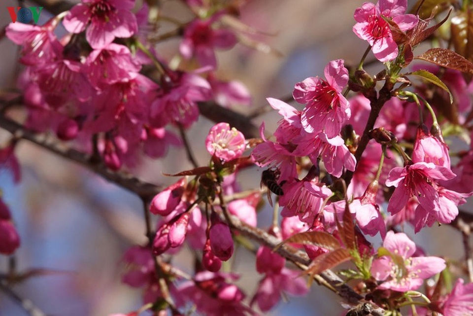 Hoa đào bừng sáng trời đông Mù Cang Chải - 8