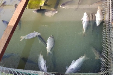 Hàng chục tấn cá nuôi lồng bè chết hàng loạt