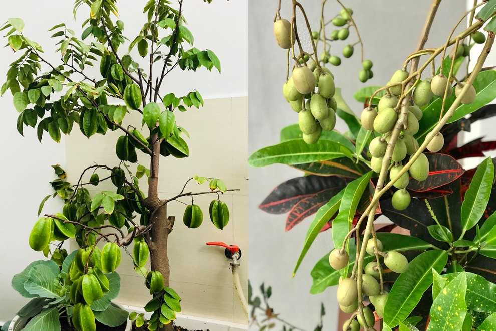 Tái chế đồ cũ, gia chủ Hải Phòng làm vườn sân thượng đẹp như công viên - 6 Tái chế đồ cũ, gia chủ Hải Phòng làm vườn sân thượng đẹp như công viên - 6