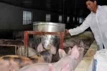 “Nở rộ” những cánh đồng tiền tỉ ở Thủ đô Hà Nội