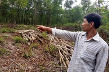 Quảng Nam: Người nông dân tần tảo trồng cây, nhiều người vào tranh thu hoạch