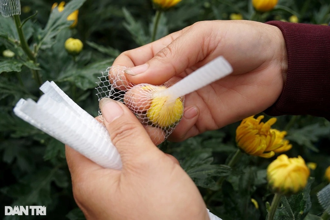 Đầu vụ đánh liều xuống giống, cuối năm thấp thỏm lo âu - 8 Đầu vụ đánh liều xuống giống, cuối năm thấp thỏm lo âu - 8