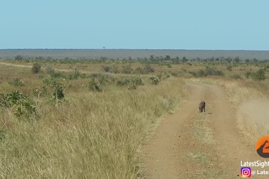 Lợn hoang "thản nhiên" chạy đến nơi ẩn náu của 2 con sư tử