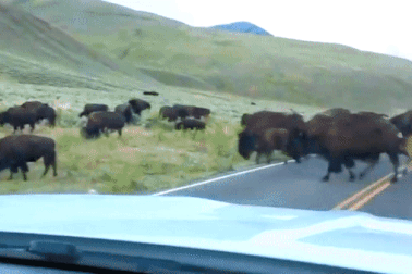 Bò đực húc đối thủ văng qua đường để phô diễn sức mạnh