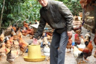 Kiếm tiền tỷ nhờ lên rừng nuôi gà sạch Tiên Yên