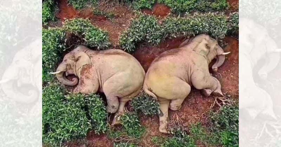 Đàn voi uống rượu say đến… bất tỉnh - 1