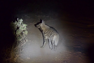 Linh cẩu sọc trong bóng tối