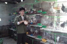 Anh thợ xây nghèo nay thu được tiền tỷ nhờ hàng nghìn con chim