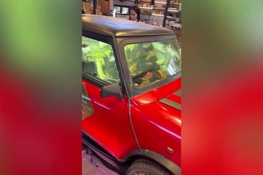 Tận dụng xe ô tô cũ để biến thành bể cá tuyệt đẹp và hết sức độc đáo