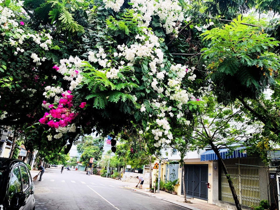 Nha Trang: Hoa giấy rực rỡ khắp các nẻo đường - 7 Nha Trang: Hoa giấy rực rỡ khắp các nẻo đường - 7