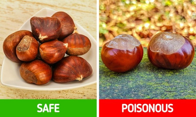 9 loài thực vật luôn khiến con người nhầm lẫn tai hại: Loại thì ăn được, loại lại có độc và cần né xa - Ảnh 9. 9 loài thực vật luôn khiến con người nhầm lẫn tai hại: Loại thì ăn được, loại lại có độc và cần né xa - Ảnh 9.