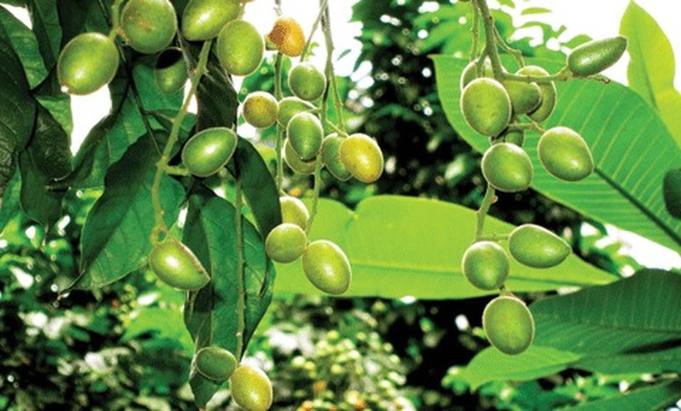 Phát hiện 5 loại cây nhiệt đới có tác dụng phòng chống ung thư hiệu quả - 3 Phát hiện 5 loại cây nhiệt đới có tác dụng phòng chống ung thư hiệu quả - 3