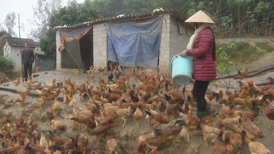 Mô hình chăn nuôi gà cho thu nhập cao ở huyện nghèo - 1 Mô hình chăn nuôi gà cho thu nhập cao ở huyện nghèo - 1
