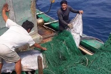 Ngư dân bắt được cá "khủng" nặng hơn 550 kg, bán 40 triệu đồng