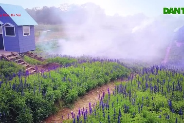 Lạc vào cánh đồng hoa Nữ hoàng xanh lãng mạn như châu Âu giữa lòng Hà Nộ