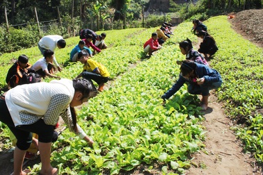 Thầy cô giáo vùng biên trồng rau, nuôi lợn giữ chân học trò